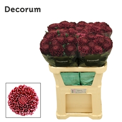 Chrysanth Single Bigoudi Red 75cm 105gr.