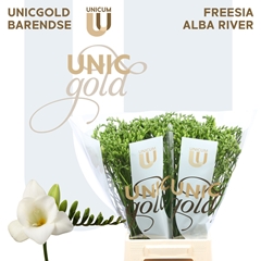 Freesia Single Alba River 50cm 20gr.