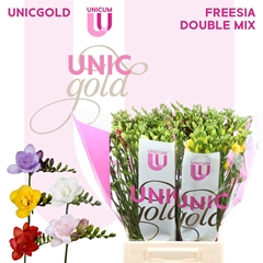Freesia Double Mix 50cm 20gr.
