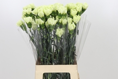 Dianthus Single Lady Midori 70cm