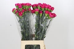 Dianthus Single Bizet 70cm