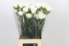 Dianthus Single Moonlight 70cm