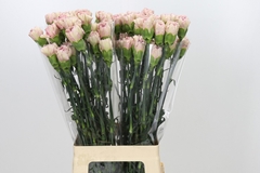 Dianthus Single Creola 70cm
