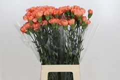 Dianthus Single Cowboy 70cm