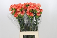 Dianthus Single Kalimero 70cm