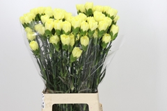 Dianthus Single Emma 70cm