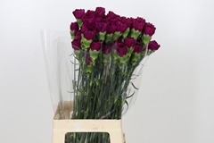 Dianthus Single Yukari Violet 60cm