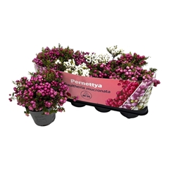 Gaultheria Mucronata 14Ø 25cm