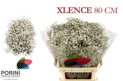 Gypsophila Paniculata Xlence 80cm 35gr.