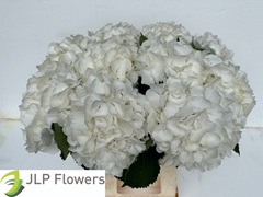 Hydrangea White Verena 60cm 18-20cm Hd