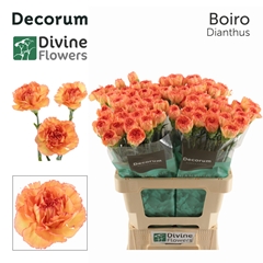 Dianthus Single Boiro 60cm