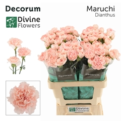 Dianthus Single Maruchi 60cm