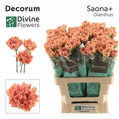 Dianthus Single Saona+ 60cm