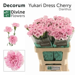 Dianthus Single Yukari Dress Cherry 60cm