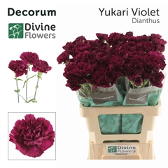 Dianthus Single Yukari Violet 60cm