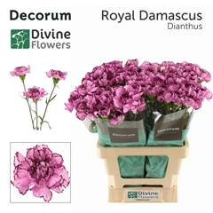 Dianthus Single Royal Damascus 60cm