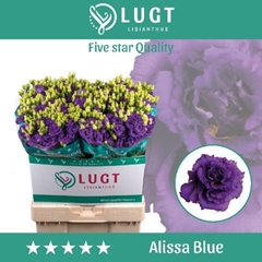 Eustoma Double Alissa Blue 70cm