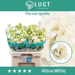 Eustoma Double Alissa White 70cm