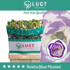 Eustoma Double Rosita Blue Picotee 70cm