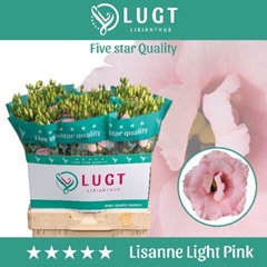 Eustoma Double Lisanne Light Pink 70cm