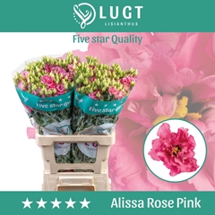 Eustoma Double Alissa Rose Pink 70cm