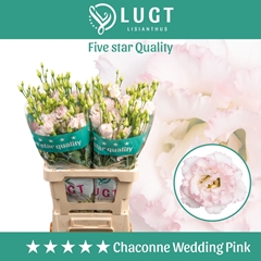 Eustoma Double Chaconne Wedding Pink 70cm