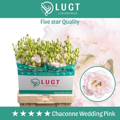 Eustoma Double Chaconne Wedding Pink 70cm