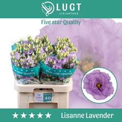 Eustoma Double Lisanne Deep Lavender 70cm