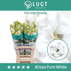 Eustoma Double Alissa Pure White 70cm