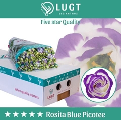 Eustoma Double Rosita Blue Picotee 70cm