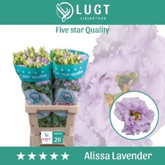 Eustoma Double Alissa Lavender 70cm