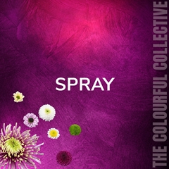 Chrysanth Spray ResQ Rosy 70cm 75gr.