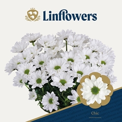 Chrysanth Spray Chic 70cm 90gr.