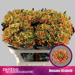 Chrysanth Single Rossano Elizabeth 70cm 85gr.