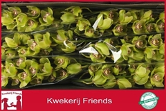 Cymbidium Mrs. Robin Hood 80cm
