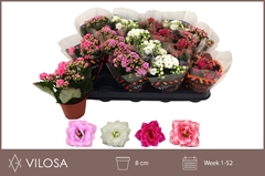 Kalanchoe Double Mix 8Ø 15cm