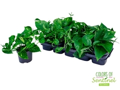 Epipremnum Aureum 12Ø 20cm