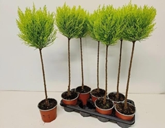 Cupressus Goldcrest Shapes 14Ø 60cm