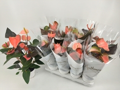 Anthurium Rainbow Champion 14Ø 48cm