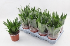 Dracaena Compacta 12Ø 25cm