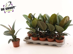Ficus Robusta 12Ø 40cm