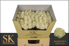 Rosa Avalanche+ 55cm