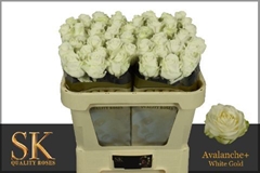 Rosa Avalanche+ 70cm