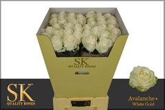 Rosa Avalanche+ 80cm
