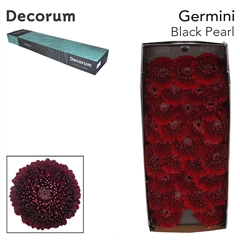 Gerbera Mini Sphere Blackpearl 45cm 7cm Hd