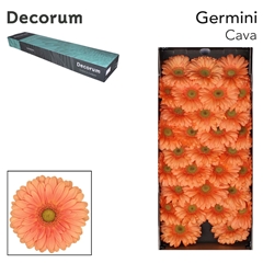 Gerbera Mini Green Center Cava 45cm 7cm Hd