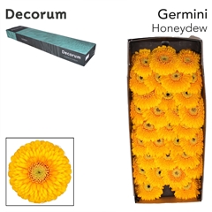 Gerbera Mini Sphere Pomponi Honeydew 45cm 7cm Hd