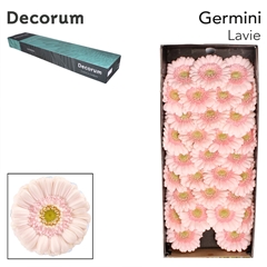 Gerbera Mini Lavie 45cm 7cm Hd