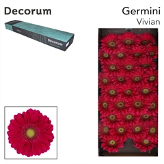 Gerbera Mini Green Center Vivian 45cm 7cm Hd