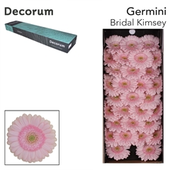 Gerbera Mini Green Center Bridal Kimsey 45cm 7cm Hd